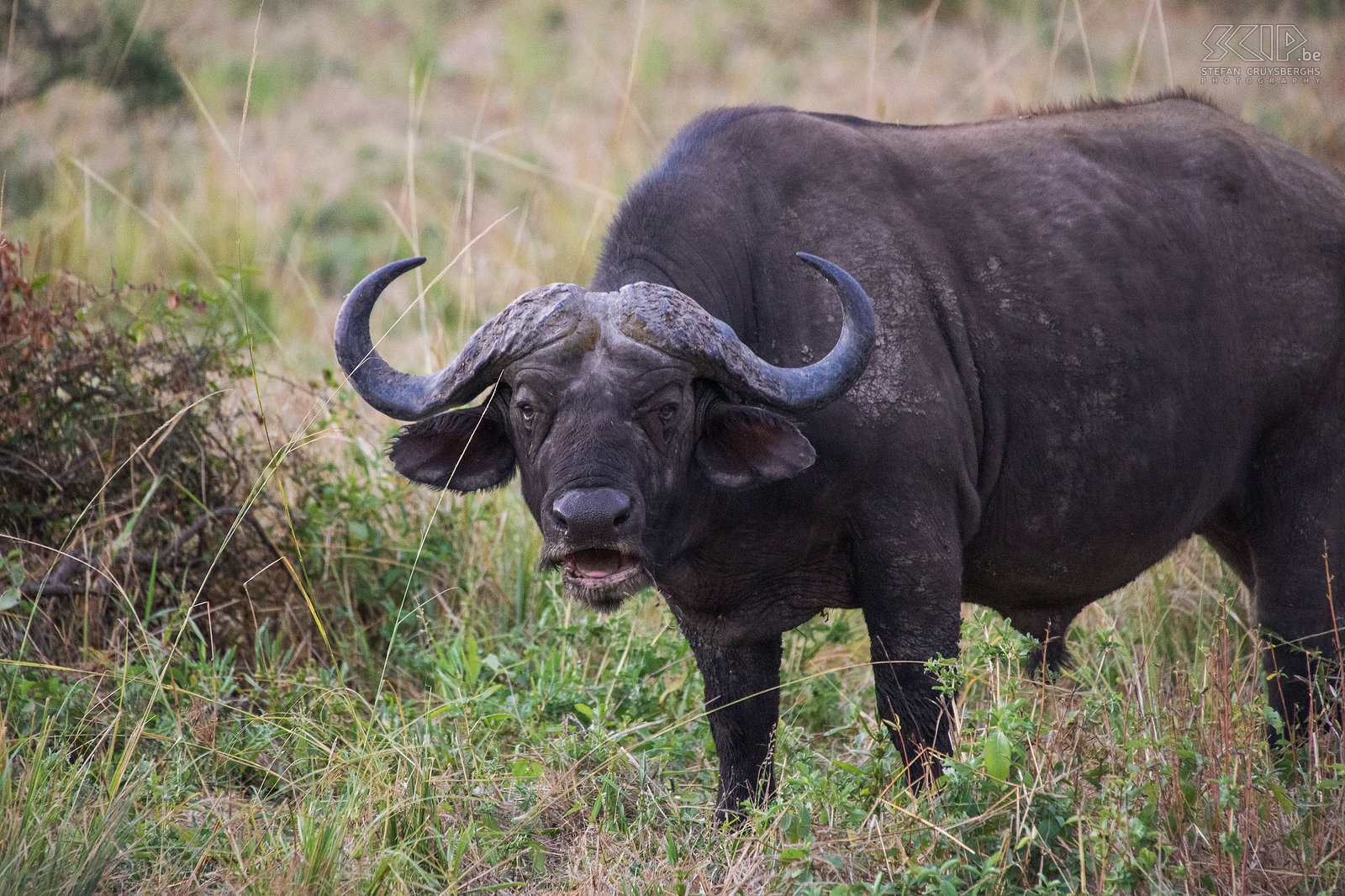 South Luangwa - Close-up African buffalo Close-up of male African buffalo (Syncerus caffer) Stefan Cruysberghs